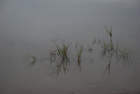 Folly Beach-5679