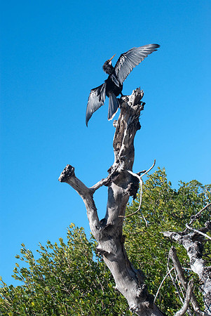 Captiva-7082