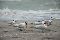 Captiva 2-12-8482