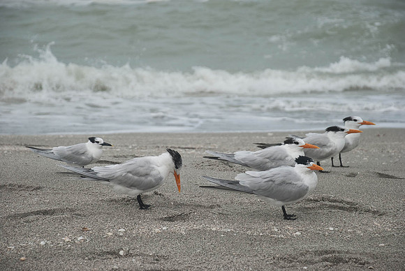 Captiva 2-12-8482