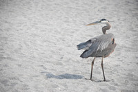 Captiva 2-12-8563