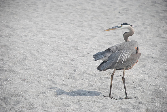 Captiva 2-12-8563