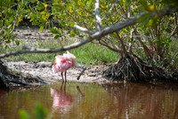 Captiva 2-12-8614