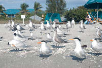 Captiva 2-12-8663