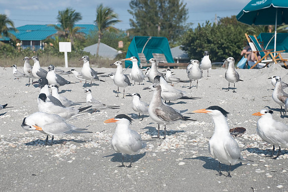 Captiva 2-12-8663