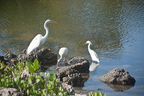 Captiva 2-12-8625