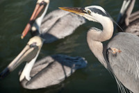 Captiva 2-12-8443