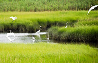 Island Park