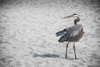 Captiva 2-12-8563